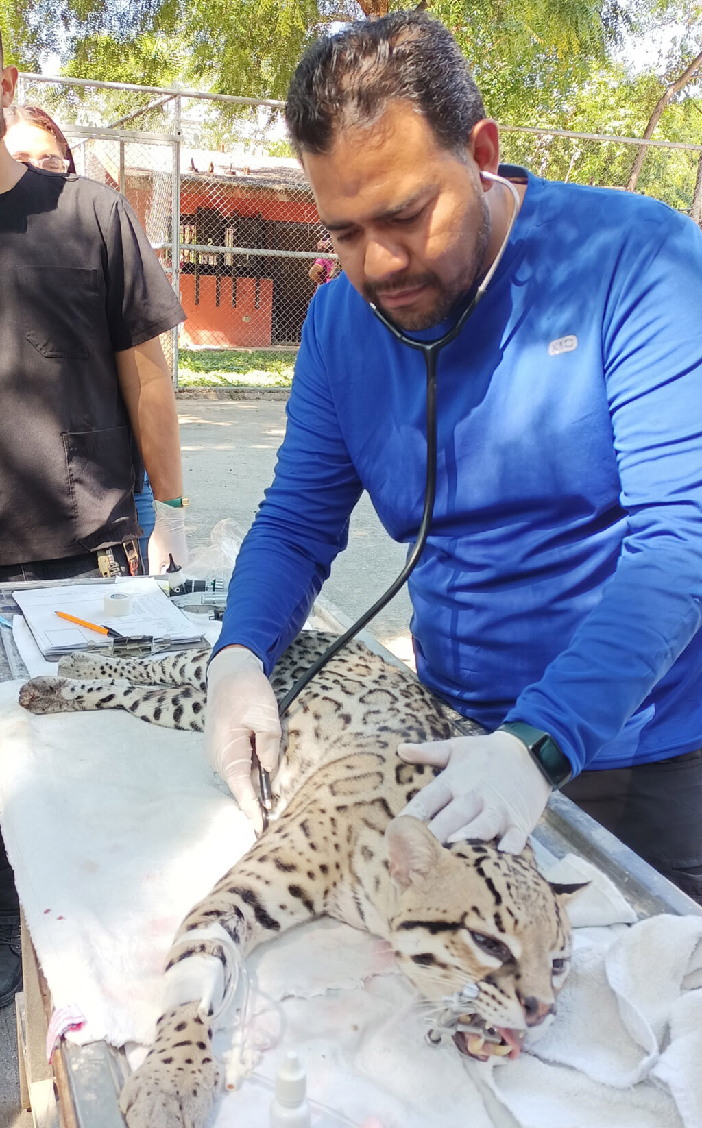 Realiza la UAT un estudio para la protección del ocelote en Tamaulipas