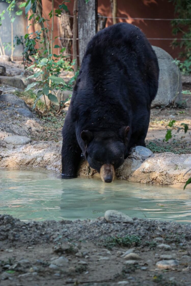 Unen esfuerzos en pro del oso negro americano: Comisión de Parques