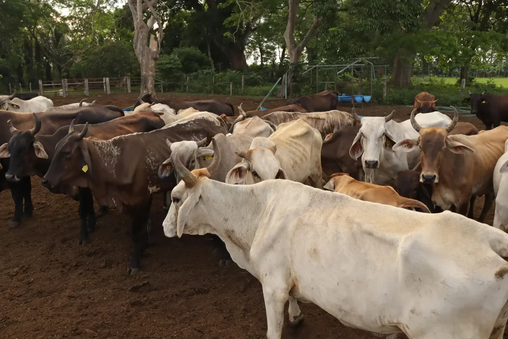 México ha interceptado 32 cargamentos de ganado con gusano barrenador desde noviembre