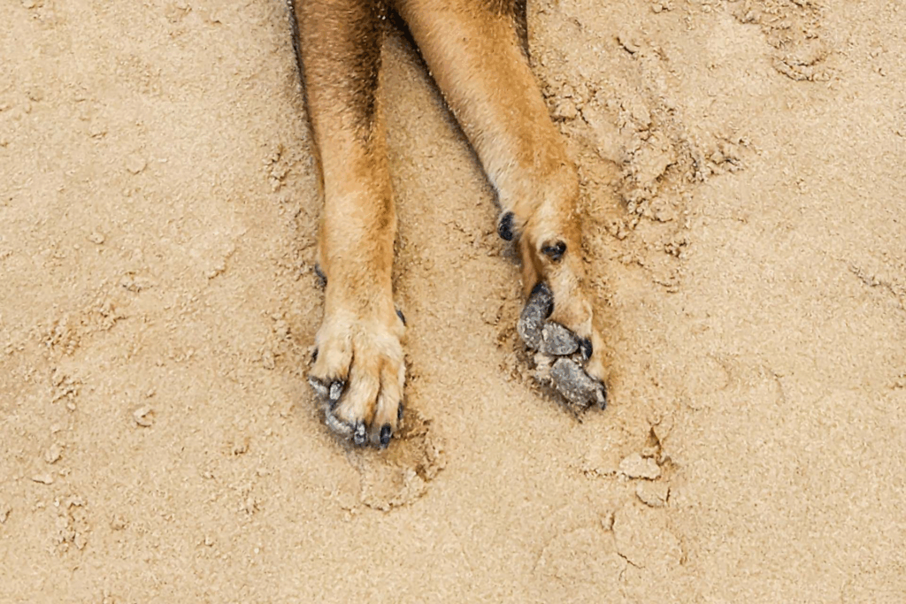 Envenenan a 20 animales en San José Iturbide, Guanajuato