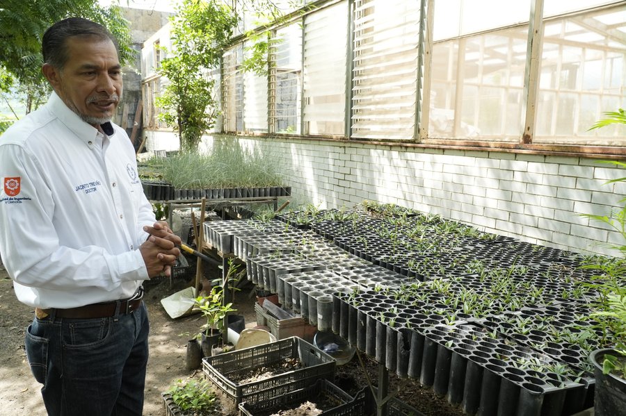 Implementa la UAT manejo sustentable del maguey mezcalero en Miquihuana