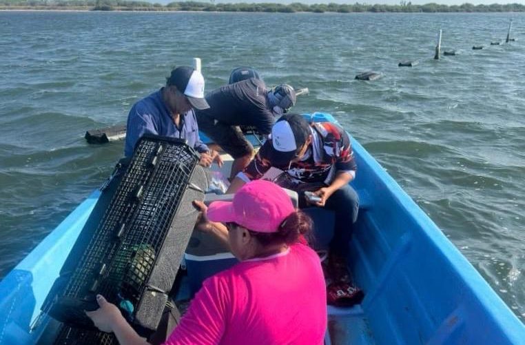Consolida Tamaulipas su producción de ostión con apoyo técnico continuo